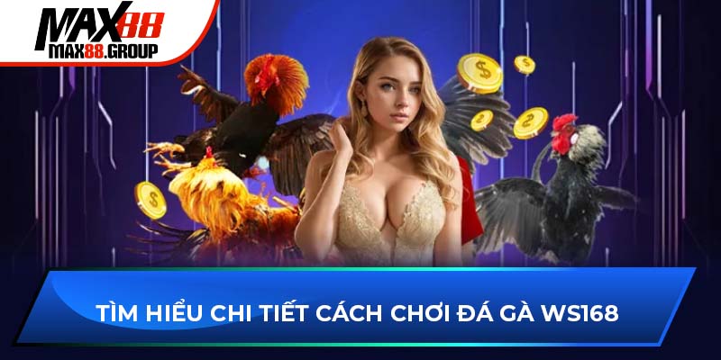 Tìm hiểu chi tiết cách chơi đá gà WS168